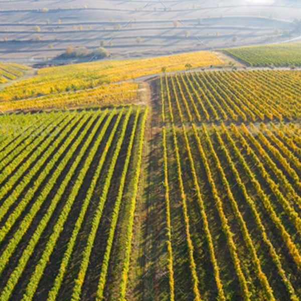 Sensors for drones can provide an active insight for vineyards