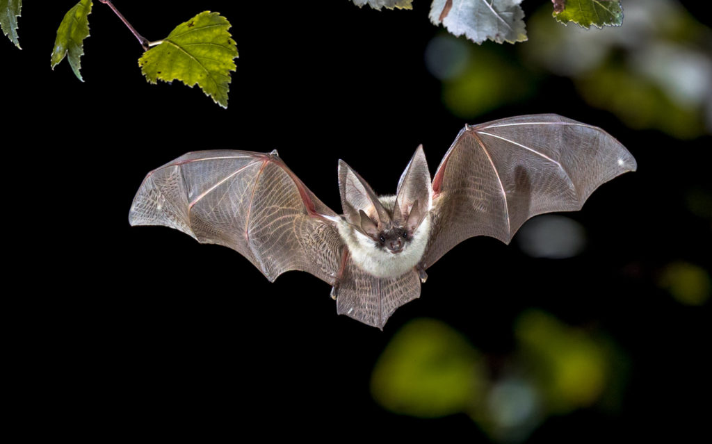 Echolocation in bats inspired the Toposens 3D ultrasonic sensor
